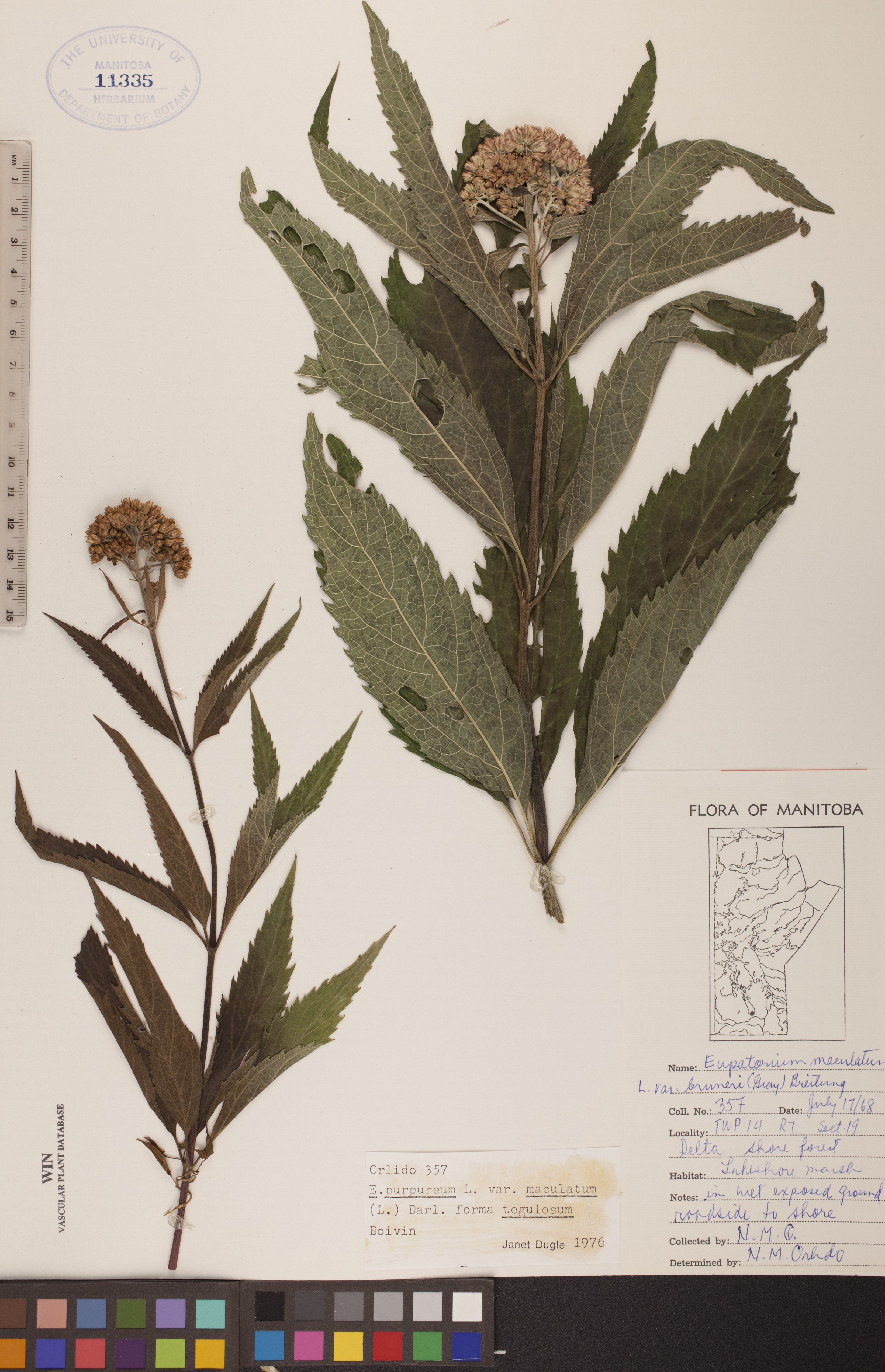 Eupatoriadelphus maculatus var. maculatus image